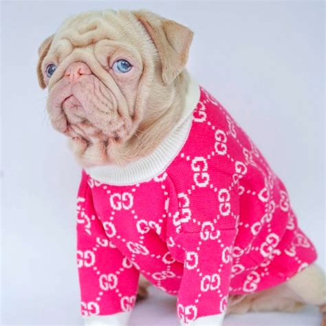 dog gucci sweater|gucci inspired dog clothes.